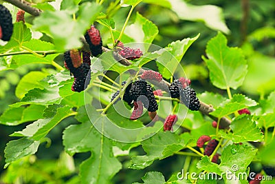 Fresh mulberry Stock Photo