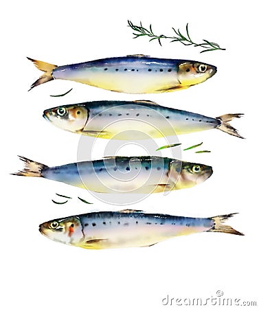 Fresh multiple fish watercolor on white background Stock Photo