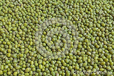 Fresh mung bean grams Stock Photo