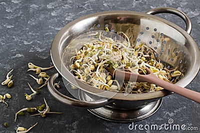 Fresh mung bean sprouts in colander Stock Photo