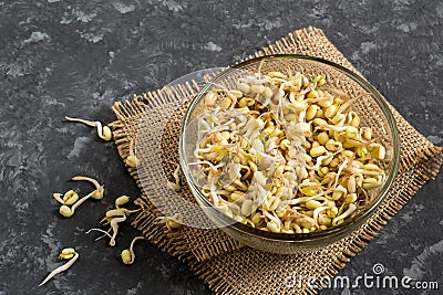 Fresh mung bean sprouts in glass bowl on gray background Stock Photo