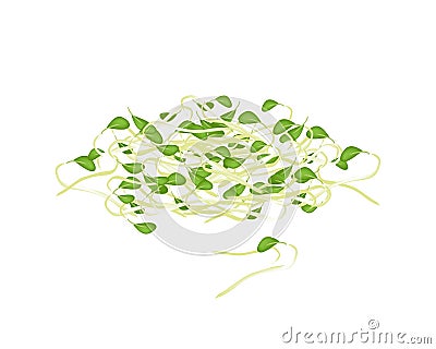 Fresh Mung Beans Sprouts on White Background Vector Illustration