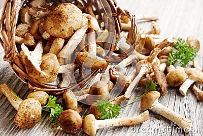 Fresh mushrooms (Armillaria mellea) Stock Photo