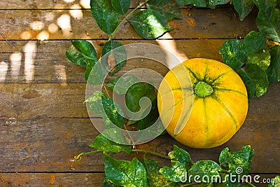 Fresh Musk Melon in Farm Stock Photo