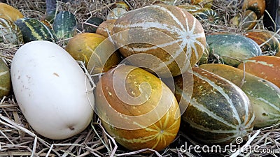 Sweet Fresh Musk melon Stock Photo