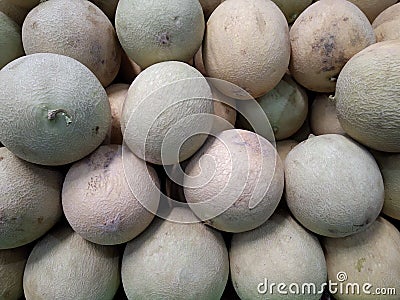 Fresh musk melons after harvest Stock Photo