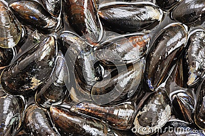 Fresh mussels Stock Photo