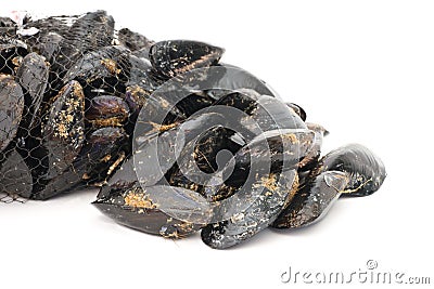 Fresh mussels Stock Photo
