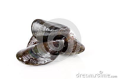 Fresh mussels Stock Photo