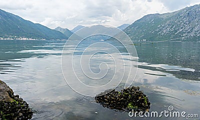 Fresh mussels in stone still alive with tide in a lake with mountains in kotor bay, Montenegro. Scenery landscape with crustacean Stock Photo