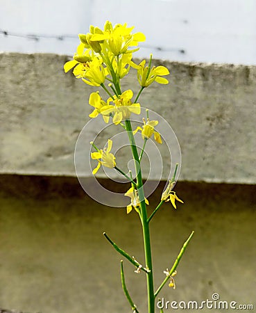 Fresh Musturd plant yellow flower and raw seed Stock Photo