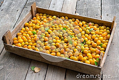 Fresh, natural, bunch of ripped yellow plums. Together with green leaves Stock Photo