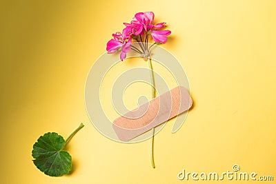 Fresh natural flower attached adhesive plaster on a background. Bandage strip on flower Stock Photo