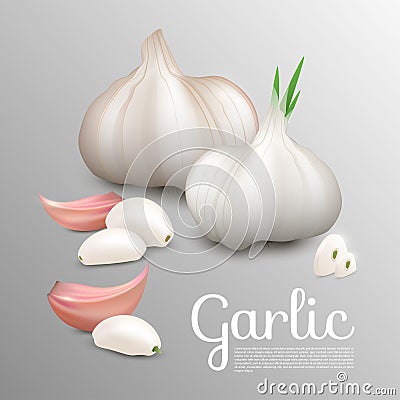 Fresh Natural Garlic Concept Vector Illustration