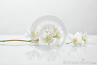 Fresh and natural jasmine flowers on Stock Photo