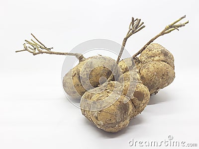 Fresh Natural Original Organic Fruit Yam Bean in White Isolated Background 04 Stock Photo