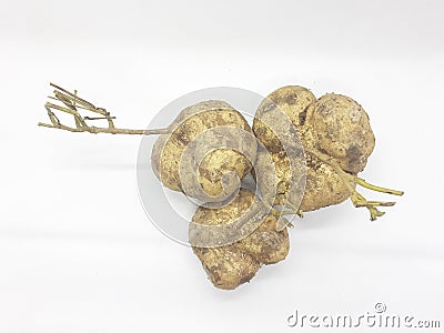 Fresh Natural Original Organic Fruit Yam Bean in White Isolated Background 05 Stock Photo