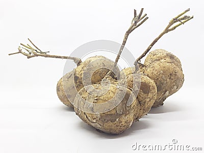 Fresh Natural Original Organic Fruit Yam Bean in White Isolated Background 07 Stock Photo