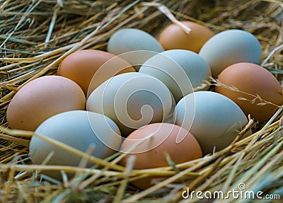 Fresh, natural village chicken eggs, with a multi-colored shell, on a bed of hay Stock Photo