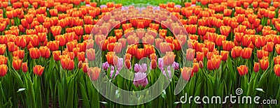 Fresh and nature a group of colorful tulip blooming in the garden select focus shallow depth of field, tulip flower background Stock Photo
