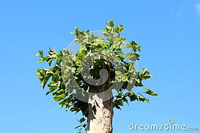 Fresh new branches with light green leaves growing from old tree stump on clear blue sky background Stock Photo