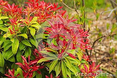 Fresh new bright red spring growth of Pieris japonica, also known as Flame of the Forest or Lilly of the Valley plant Stock Photo