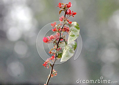 Fresh Frower In Monsoon Stock Photo