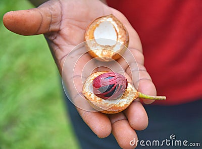 Fresh nutmeg fruit Stock Photo