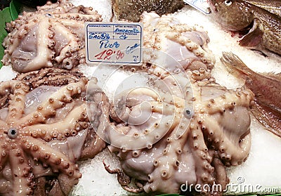 Fresh octopus on display at fish market Stock Photo