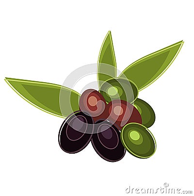 Fresh olives Vector Illustration