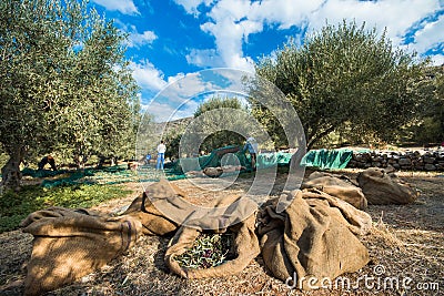 Fresh olives harvesting from agriculturists in a field of olive trees for extra virgin olive oil production. Editorial Stock Photo