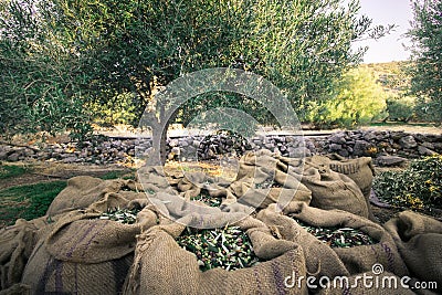 Fresh olives harvesting from agriculturists in a field of olive trees for extra virgin olive oil production. Stock Photo