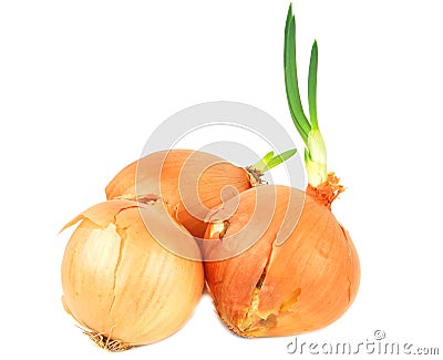 Fresh onion. Stock Photo