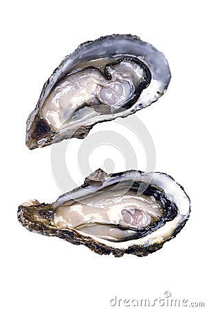 Fresh opened oyster Stock Photo