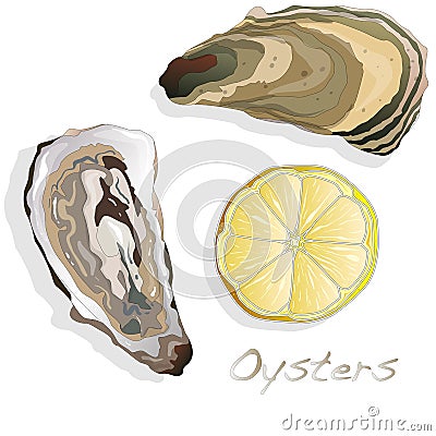 Fresh opened oyster on white Vector Illustration