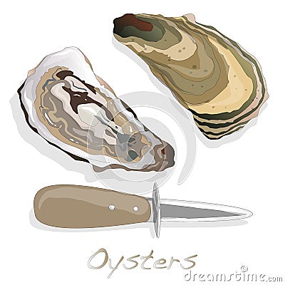 Fresh opened oyster on white Vector Illustration