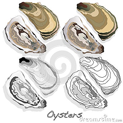 Fresh opened oyster on white Vector Illustration