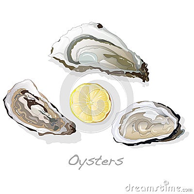 Fresh opened oyster on white Vector Illustration