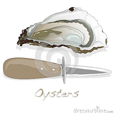 Fresh opened oyster on white Vector Illustration