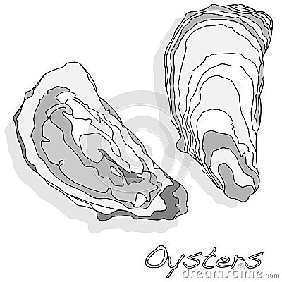 Fresh opened oyster on white Vector Illustration