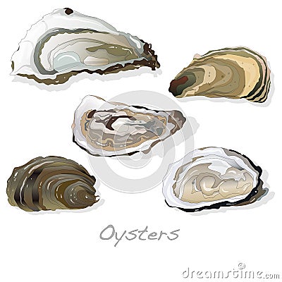 Fresh opened oyster on white Vector Illustration