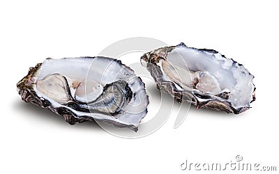 Fresh opened oysters Stock Photo