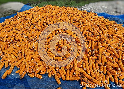 Fresh orange color corn harvest from the field Stock Photo