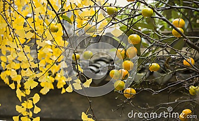 Fresh orange and leaves Stock Photo