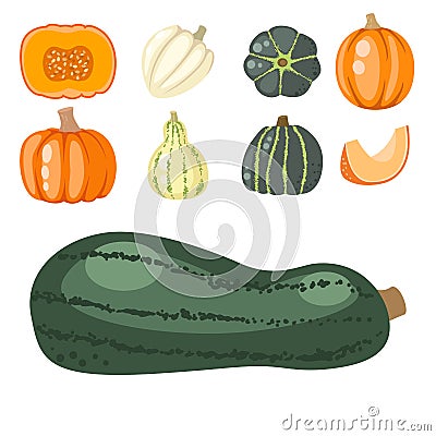 Fresh orange pumpkin decorative seasonal ripe food organic healthy vegetarian vegetable vector Vector Illustration