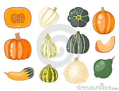 Fresh orange pumpkin decorative seasonal ripe food organic healthy vegetarian vegetable vector Vector Illustration