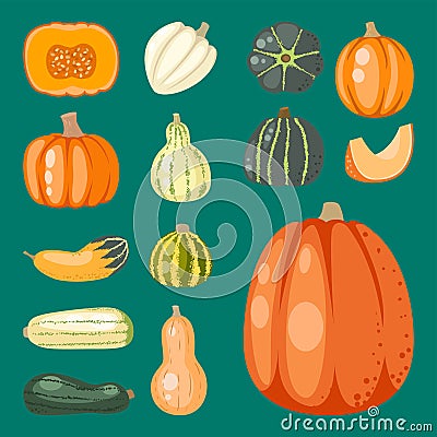 Fresh orange pumpkin decorative seasonal ripe food organic healthy vegetarian vegetable vector Vector Illustration