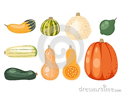 Fresh orange pumpkin decorative seasonal ripe food organic healthy vegetarian vegetable vector Vector Illustration