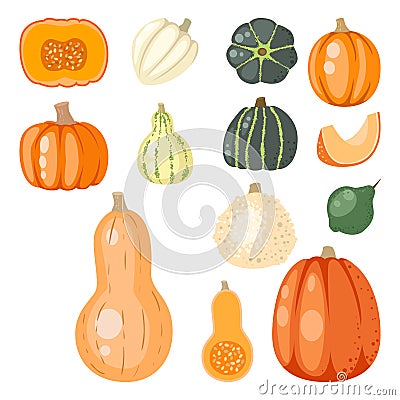 Fresh orange pumpkin decorative seasonal ripe food organic healthy vegetarian vegetable vector Vector Illustration