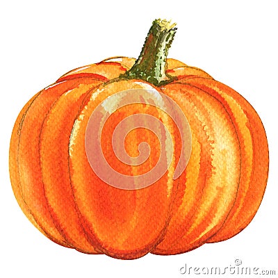 Fresh orange pumpkin isolated, watercolor illustration on white Cartoon Illustration